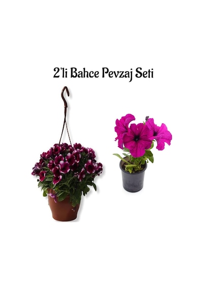 2'li Set Bordo Petunya 15-30 Cm + Pembe Petunya 5-15 Cm