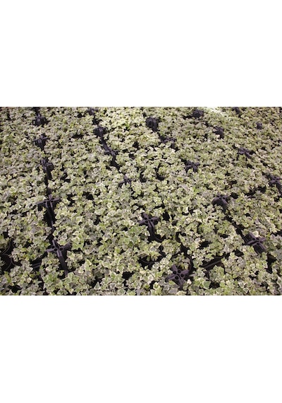 Küçük Yapraklı Hedera Sarmaşık 5 Adet N11.26785