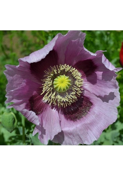 5 Adet Giant Purple Poppy Tohumu