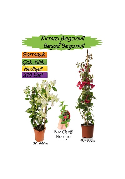 Kırmızı Renk Begonvil+beyaz Begonvil+buz Çiçeği 3'lü Peyzaj Seti