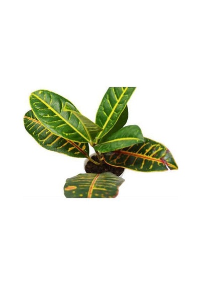 Kraton Salon Bitkisi 2 Adet - Croton Petra 30-50 Cm
