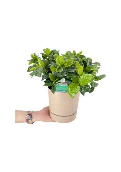 Mis Kokulu Anne Hediyesi 1 Adet Gardenya Çiçeği Saksılı 25-40cm Gardenia Flower