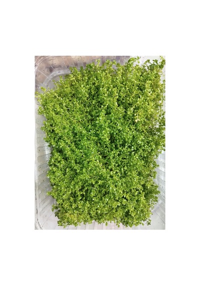 Micranthemum Monte Carlo 10x10