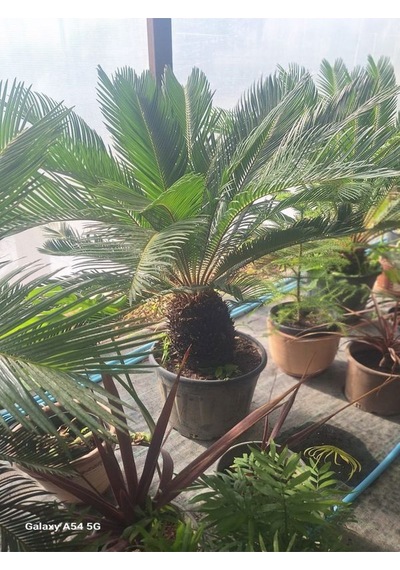 Büyük Japon Sago Palmiyesi Sikas 1 Adet Saksılı 70-100cm Cycas