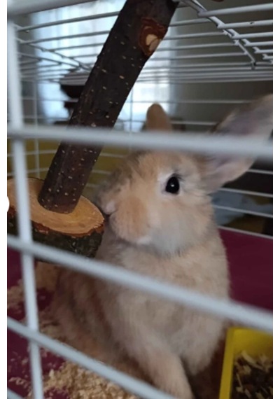 Doğal Kemirme Oyuncağı Hamster, Tavşan Ve Ginepig İçin Dayanıklı Yuvarlama Tasarım