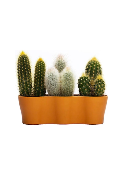 Poliwork Üçlü Kaktüs Saksı 8,5 Cm 42204033