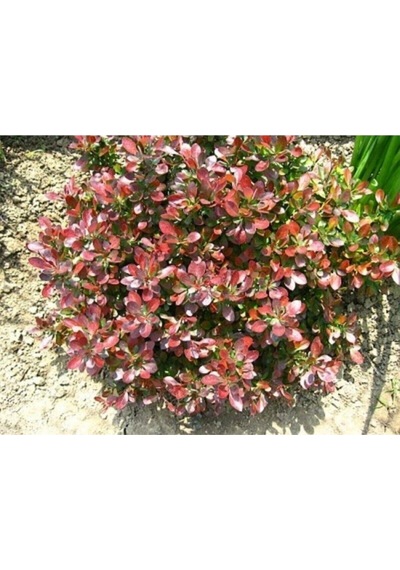 Bodur Berberis Çiçeği Fidanı 30-50 Cm Saksılı Çiçekli Bodur Bitkiler Berberis