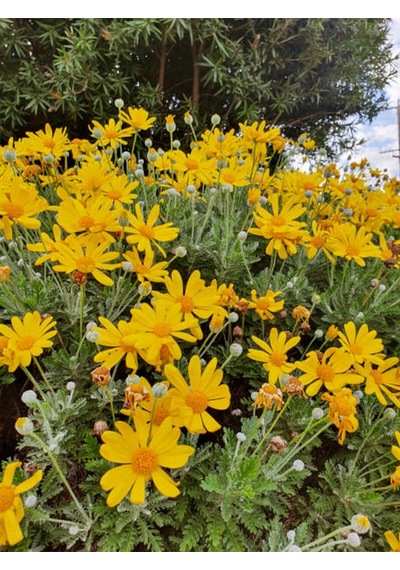 Videolu Sarı Çalı Papatyası 1 Adet Saksılı/ Tüplü 20-45 Cm Dış Mekan Bitkisi Euryops Pectinatus