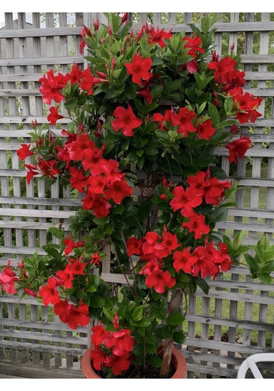 Dekoratif Kırmızı Mandevilla 30 60 Cm Sandavilla Çiçekli Sarmaşık, Bahçe Ve Teras Bitkisi