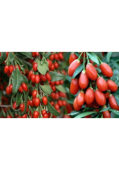 10 Adet Goji Berry Tohumu Kurt Üzümü Tohumu + Tohum