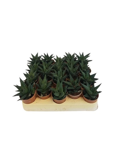 Sukulent Haworthia Limofolia x 20 ad