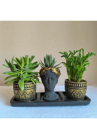 Haworthia & Sedum 3'lü Sukulent Seti | Helen Siyah & Gold Seri