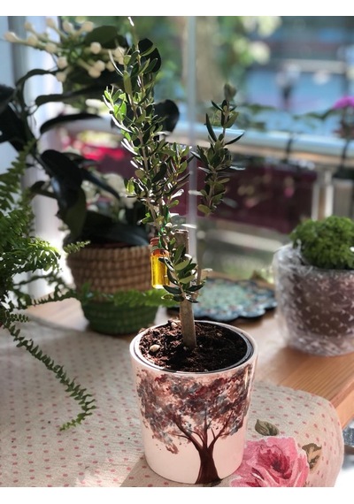 Midi Zeytin Ağacı - 25Cm