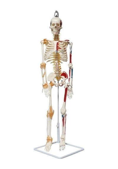 Iskelet Maketi 85 Cm