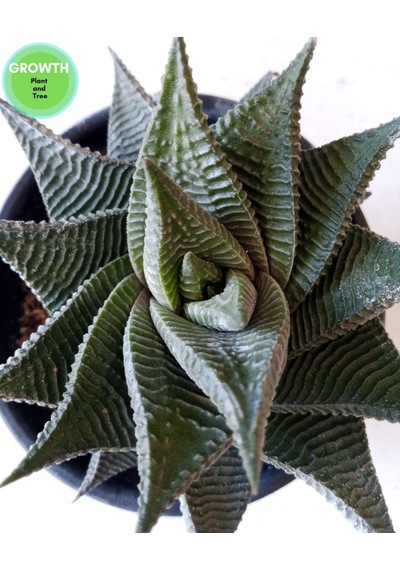 Haworthia Limifolia Twist 1 Adet