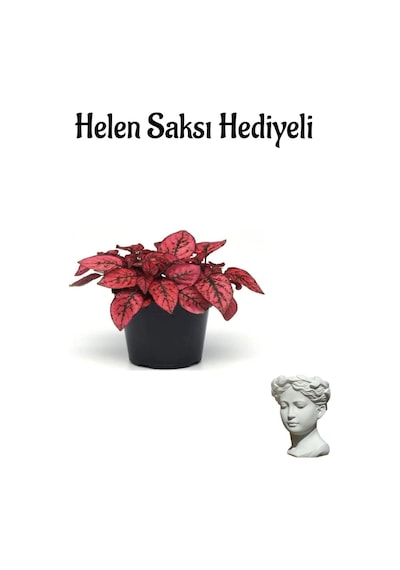 Zarif Yapraklı Kırmızı Renk Hostes Çiçeği Sevgililer Gününe Özel Helen Saksı Hediyeli