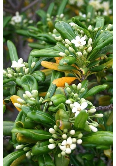 Yıldız Calısı(Pittosporum 20-25 Cm )