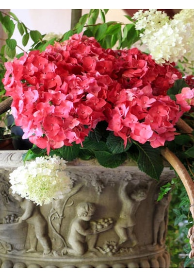Kırmızı Çiçekli Ortanca Fidanı 30-60 Cm Tüplü Çiçekli Bodur Bitkiler Red Hydrangea