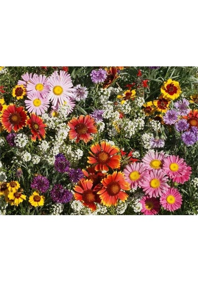 10 Adet Bird, Butterfly & Bee Wildflower Mix Tohumu