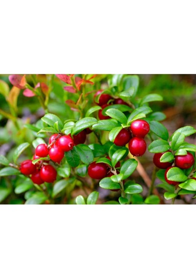 Cranberry Tohumu Turna Yemişi Tohumu Ekim Seti 5 Adet Tohum + Toprak + Saksı