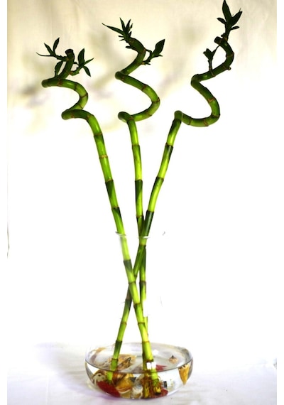 - Bambu Laki 80 Cm Şans Bambusu 4 Adet