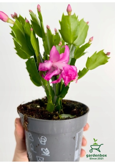 Pembe Renk Yılbaşı Çiçeği Schlumbergera Truncata 1 Adet Saksılı 10-15cm