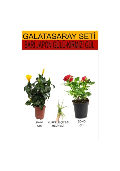 2'li Set Sarı Japon Gülü+kırmızı Gül Fidanı+hediyelik Kurdele Çiçeği