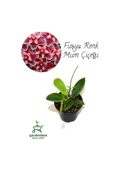 Nadir Tür Fuşay Renk Mum Çiçeği 10-20cm Hoya Carnosa