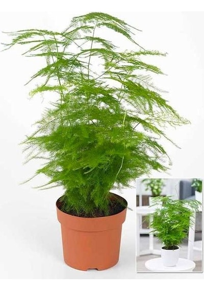 Hediyelik Dekoratif Canlı Salon Çiçeği 1 Adet 15-30cm Asparagus Setaceus