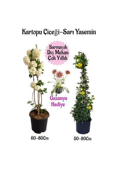 Kartopu Çiçeği 1 Adet+sarı Yasemin 1 Adet+pembe Gazanya Hediyeli Saksılı Bahçe Seti