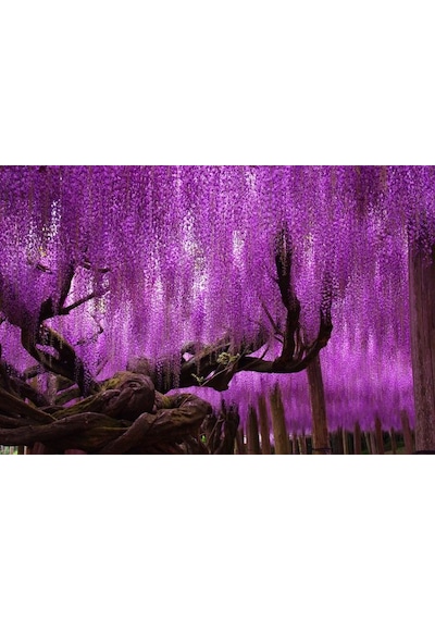 Mor Salkım Fidanı 3 Adet - Wisteria Sinensis