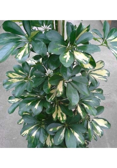 Şeflera-schefflera Arboricola 2 Dallı - 90-110cm
