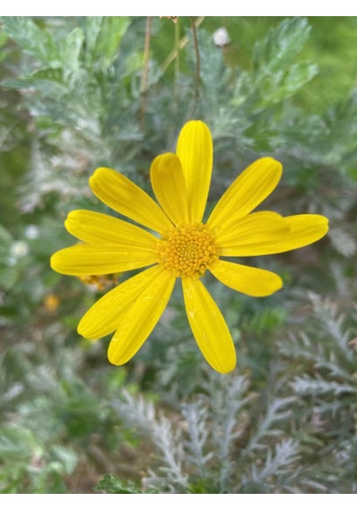 Videolu Sarı Çalı Papatyası Çiçeği Fidanı 23-40 Cm Saksılı Çiçekli Bodur Bitkiler Euryops Pectinatus
