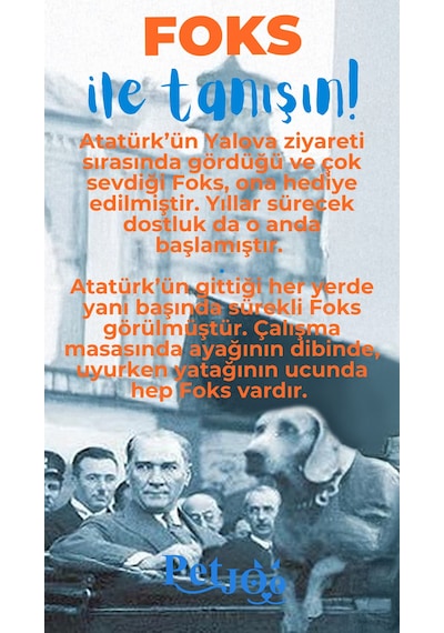 Petjoo 29.Foks Mavi-Turuncu Qr'lı Köpek Künyesi