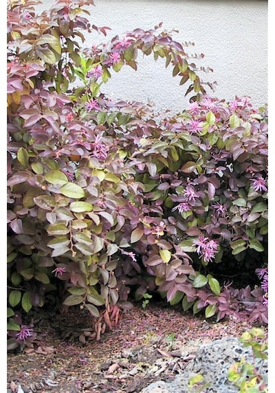 Rüya Çiçeği | Loropetalum Fidanı 15-20 cm