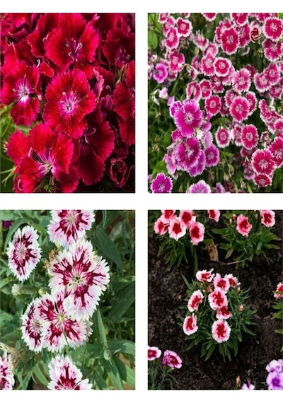 Karışık Renk Hüsnüyusuf Çiçeği Fidanı 10adet 20-30 Cm Tüplü Çiçekli Bodur Sweet William