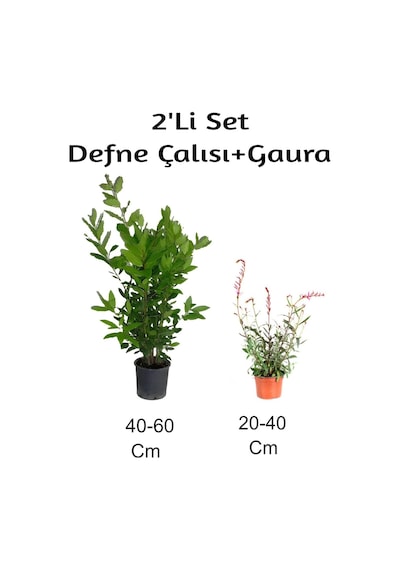 Defne Çalısı+ Gaura Çiçeği 2'li Set Dış Mekan Bitkisi