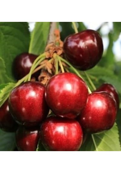 6 Yaş Aşılı Kiraz Fidanı Star Giant. Saksıda