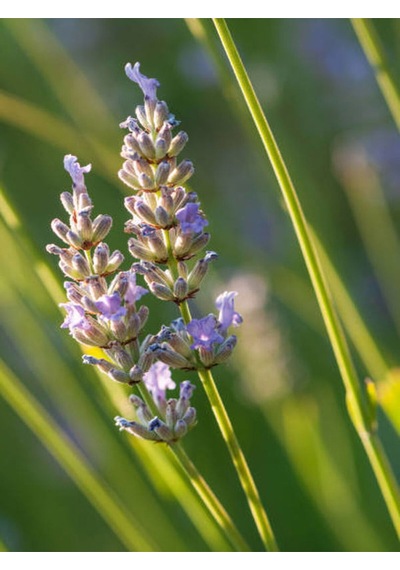 Videolu Kokulu Lavanta Fidesi 20 Adet 15-20 Cm Tüplü Dış Mekan Lavander