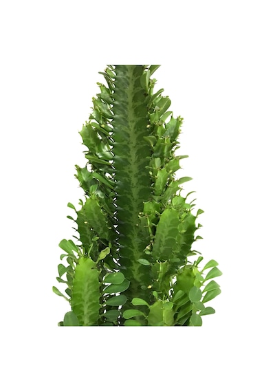 Euphorbia Trigona (Süt Ağacı) Ø17 CM Y60-70 CM