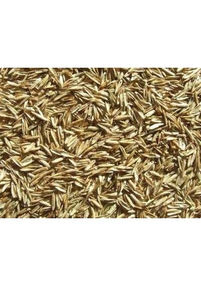 GRass Seed Çim Tohumu 1 KG
