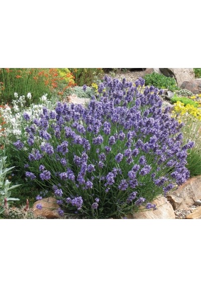 Saksılı Lavanta Fidanı 2 Adet 30-40 Cm lavandula İntermedia N11.27255