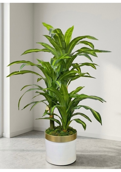 Cihan Çiçekçilik Dracaena Fragrans 3 Gövde Yapay Ağaç 160 Cm Gold Kemerli Beyaz 30x30 Saksı Çok Renkli