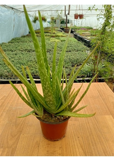 Serada Decor & Plant Aloevera 13 Cm Saksıda 25 - 30 Cm Arasında