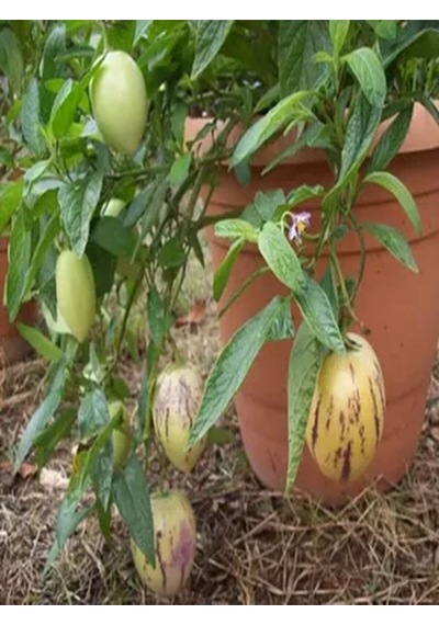 Videolu 1 Adet Özel Pepino Fidesi 10-25 Cm Tüplü Iç Mekan Bitkileri Solanum Muricatum
