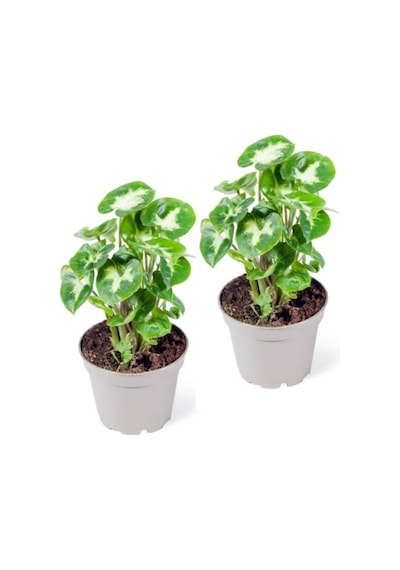 Syngonium Pixie - Set 2 Adet Melek Kanadı Çiçeği Fidanı 10-20 Cm