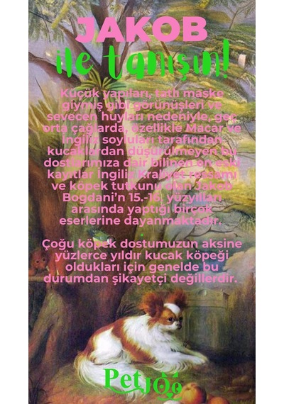 Petjoo 8.Jakob Yeşil-Pembe Qr'lı Köpek Künyesi