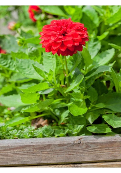 Videolu Kırmızı Dahlia Yıldız Çiçeği Fidanı 1 Adet Saksılı 20- 40 Cm Iç/dış Mekan Bitkisi Dahlia