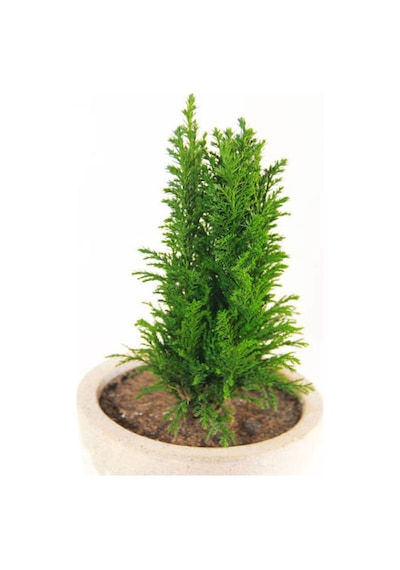 Videolu Özel Leylandi Bitkisi 40 60cm 1 Adet Saksılı Dış Mekan Bitkisi Cupressocyparis Leylandii