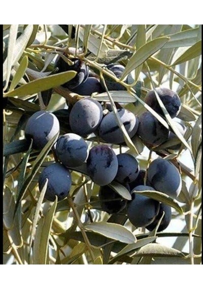 Videolu 1 Adet Trilya Zeytin Fidanı Yüksek Verimli 30-60 Cm Tüplü Dış Mekan Ağaçları Olive Tree